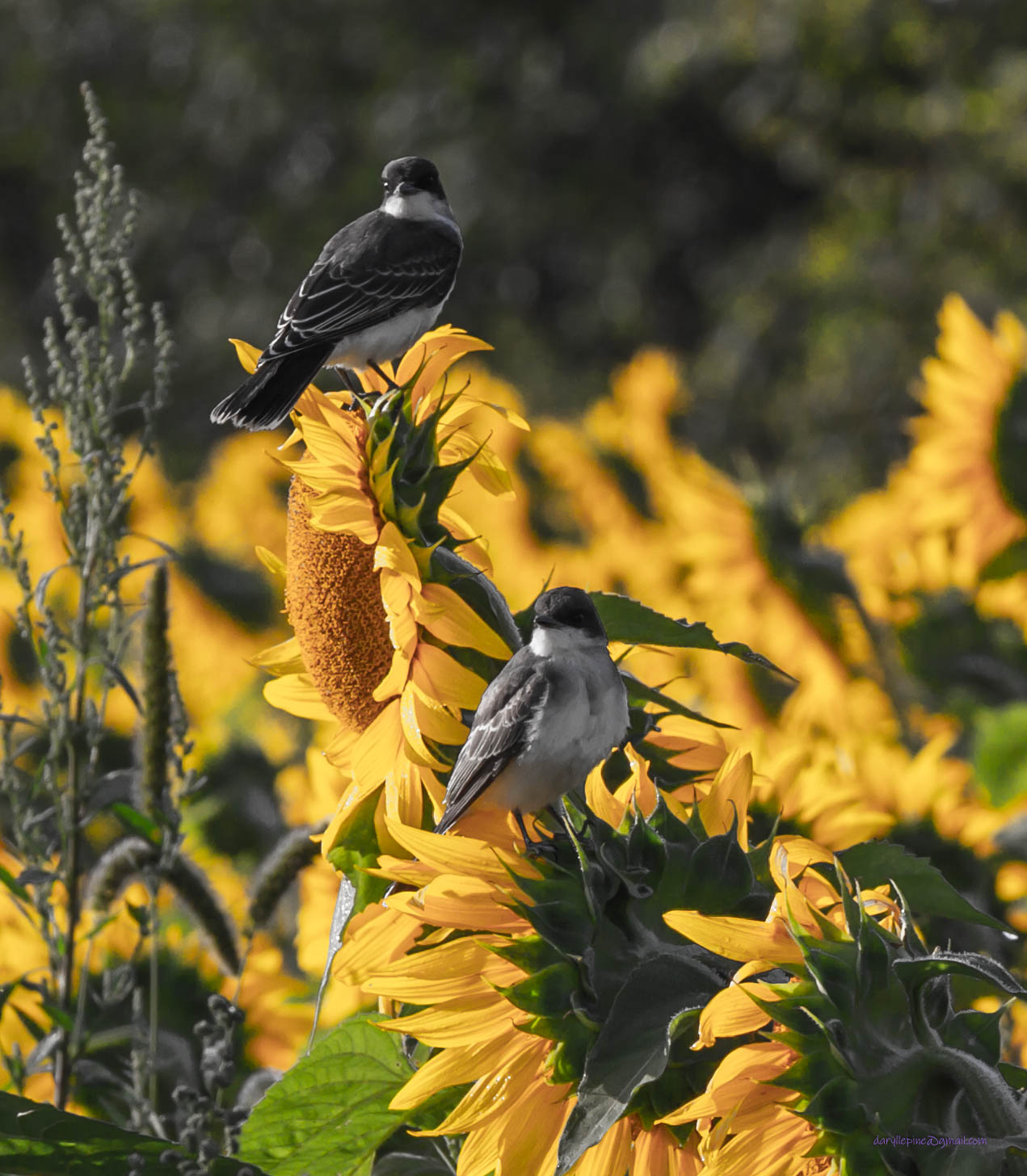 2 birds sitting on sunflowers